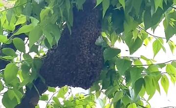 FOTO: Odchyt včiel z Mierového námestia