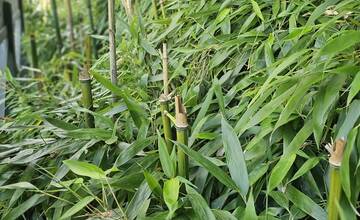 FOTO: Ničenie bambusu v Národnej zoologickej záhrade Bojnice