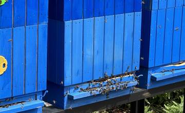 FOTO: Mesto Dubnica nad Váhom má svoj prvý med