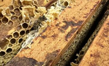 FOTO: Mesto Dubnica nad Váhom má svoj prvý med