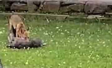 FOTO: Líška ukradla rodine zajačika zo záhrady