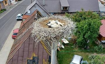 FOTO: Rodinka bocianov v obci Bošáca