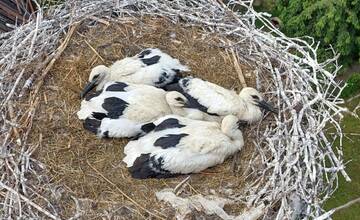 FOTO: Rodinka bocianov v obci Bošáca