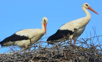 FOTO: Rodinka bocianov v obci Bošáca