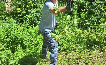 FOTO: Komunitná záhrada v Handlovej