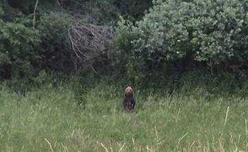 FOTO: Medveďa videli nad vodárňou 