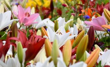 FOTO: Trenčania sa tešia z novovysadených kvetov