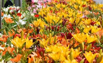 FOTO: Trenčania sa tešia z novovysadených kvetov