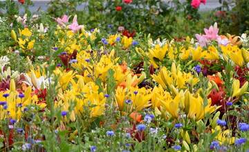 FOTO: Trenčania sa tešia z novovysadených kvetov