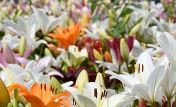 FOTO: Trenčania sa tešia z novovysadených kvetov