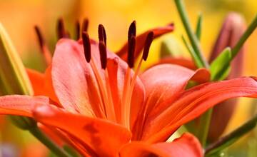 FOTO: Trenčania sa tešia z novovysadených kvetov