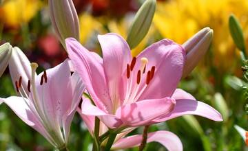 FOTO: Trenčania sa tešia z novovysadených kvetov