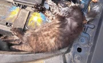 FOTO: Mačiatko sa doslova uvarilo pod kapotou auta