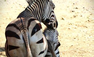 FOTO: Nové mláďatká v bojnickej zoo