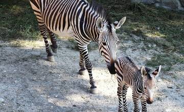 FOTO: Nové mláďatká v bojnickej zoo