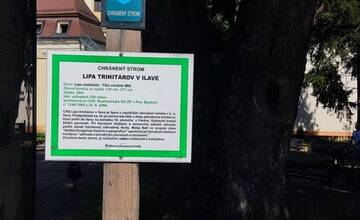 FOTO: Vzácna lipa v Parku Štefana Rausa v Ilave