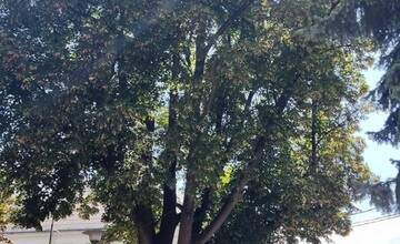 FOTO: Vzácna lipa v Parku Štefana Rausa v Ilave