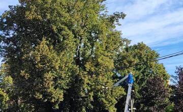 FOTO: Vzácna lipa v Parku Štefana Rausa v Ilave