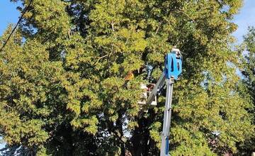 FOTO: Vzácna lipa v Parku Štefana Rausa v Ilave