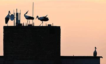 FOTO: Trenčanom sa podarilo spraviť nádherné fotografie bocianov na sídlisku 