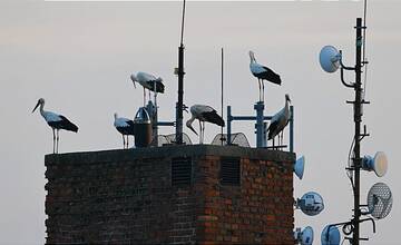 FOTO: Trenčanom sa podarilo spraviť nádherné fotografie bocianov na sídlisku 