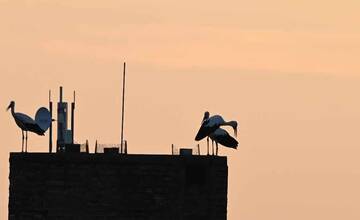 FOTO: Trenčanom sa podarilo spraviť nádherné fotografie bocianov na sídlisku 