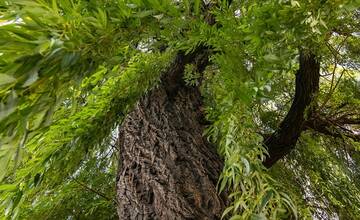 FOTO: Prievidzská vŕba stojí už takmer 130 rokov