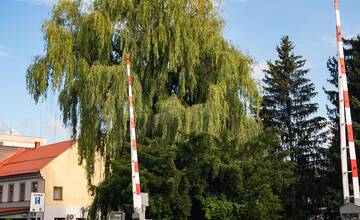 FOTO: Prievidzská vŕba stojí už takmer 130 rokov