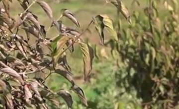 FOTO: Pestovatelia vyšľachtili nové druhy drieňu, ktorý môže nahradiť aj olivy