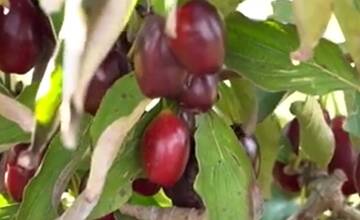 FOTO: Pestovatelia vyšľachtili nové druhy drieňu, ktorý môže nahradiť aj olivy