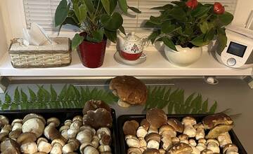 FOTO: Hubárska sezóna je v plnom prúde. Šťastlivci majú v košíkoch prvé úlovky