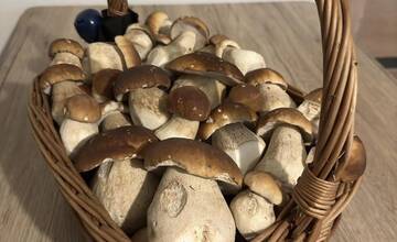 FOTO: Hubárska sezóna je v plnom prúde. Šťastlivci majú v košíkoch prvé úlovky