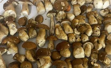 FOTO: Hubárska sezóna je v plnom prúde. Šťastlivci majú v košíkoch prvé úlovky