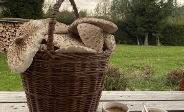 FOTO: Hubárska sezóna je v plnom prúde. Šťastlivci majú v košíkoch prvé úlovky