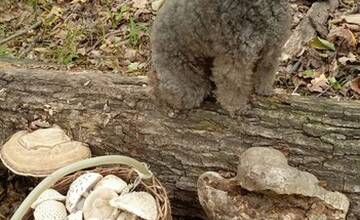 FOTO: Hubárska sezóna je v plnom prúde. Šťastlivci majú v košíkoch prvé úlovky