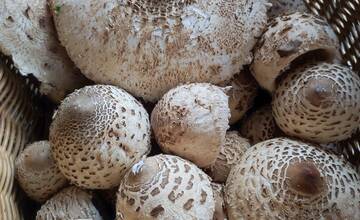 FOTO: Hubárska sezóna je v plnom prúde. Šťastlivci majú v košíkoch prvé úlovky