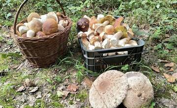 FOTO: Hubárska sezóna je v plnom prúde. Šťastlivci majú v košíkoch prvé úlovky