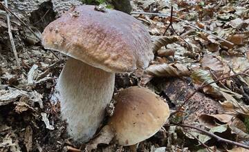 FOTO: Hubárska sezóna je v plnom prúde. Šťastlivci majú v košíkoch prvé úlovky