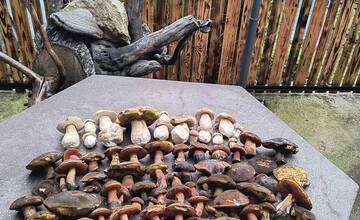 FOTO: Hubárska sezóna je v plnom prúde. Šťastlivci majú v košíkoch prvé úlovky