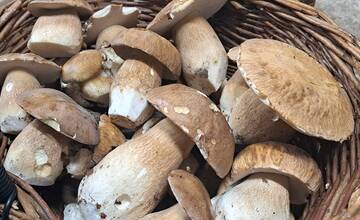 FOTO: Hubárska sezóna je v plnom prúde. Šťastlivci majú v košíkoch prvé úlovky