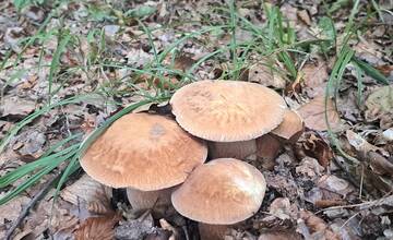 FOTO: Hubárska sezóna je v plnom prúde. Šťastlivci majú v košíkoch prvé úlovky