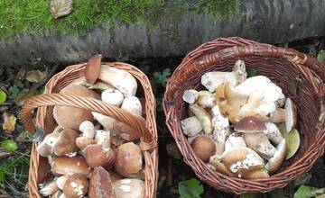 FOTO: Hubárska sezóna je v plnom prúde. Šťastlivci majú v košíkoch prvé úlovky