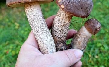 FOTO: Hubárska sezóna je v plnom prúde. Šťastlivci majú v košíkoch prvé úlovky