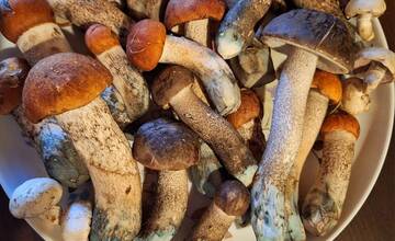 FOTO: Hubárska sezóna je v plnom prúde. Šťastlivci majú v košíkoch prvé úlovky