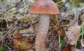 FOTO: Hubárska sezóna je v plnom prúde. Šťastlivci majú v košíkoch prvé úlovky