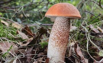 FOTO: Hubárska sezóna je v plnom prúde. Šťastlivci majú v košíkoch prvé úlovky