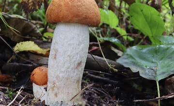 FOTO: Hubárska sezóna je v plnom prúde. Šťastlivci majú v košíkoch prvé úlovky