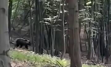 FOTO: Medveď utekal okolo chatovej oblasti v Kolačíne 