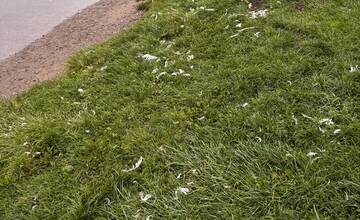 FOTO: Labuť na ostrove v Trenčíne roztrhalo zviera 