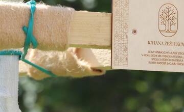 FOTO: Výsadba nových stromov v Dubnici nad Váhom